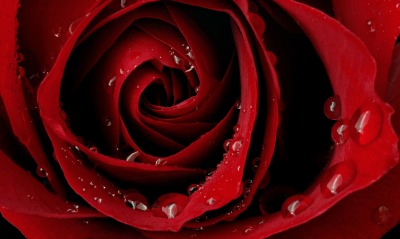 природа цветы розы красные макро