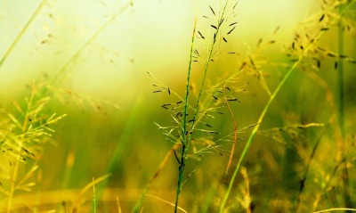 природа трава цветы
