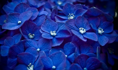 цветы синие