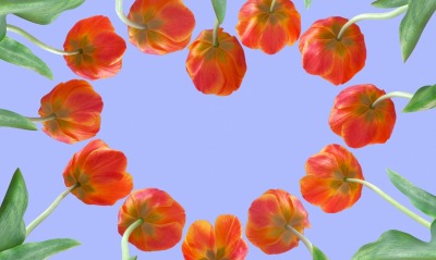 природа цветы оранжевые тюльпаны