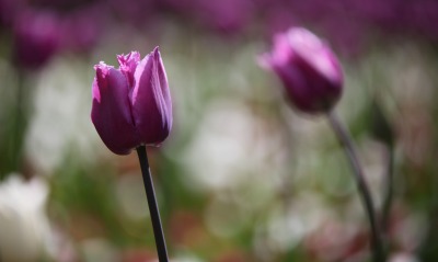 природа цветы тюльпаны розовые