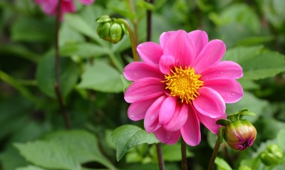 природа цветы розовые
