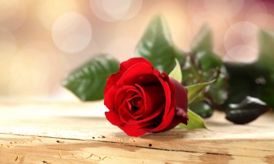 природа цветы красные роза