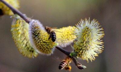 пчелы опыление цветы