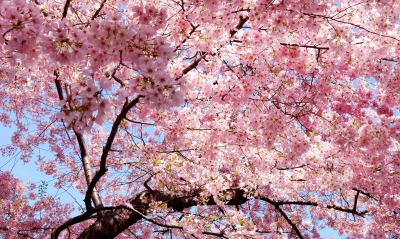 цветение розовый цветы дерево
