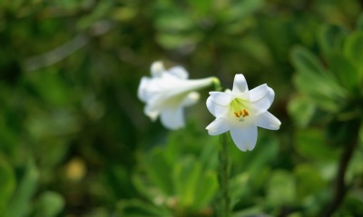 цветок белый зелень макро