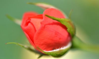 роза бутон красная