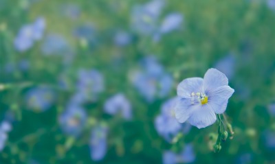 цветок синий