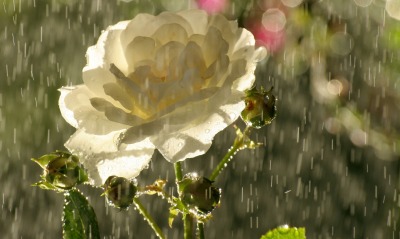 цветок дождь капли роза белая