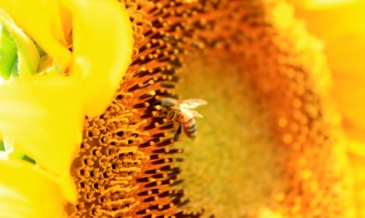 подсолнух пчела