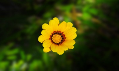 цветок макро природа