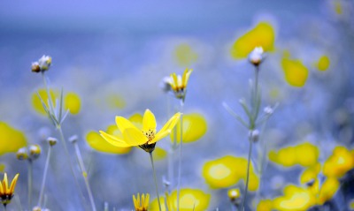 природа цветы желтый