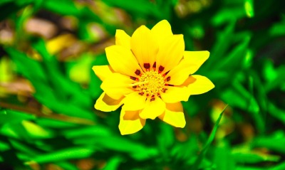 цветок желтый макро трава