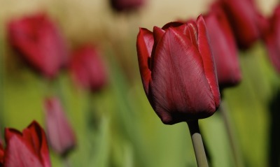 природа цветы тюльпан красный