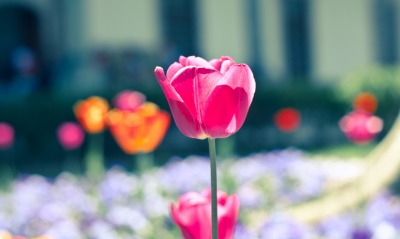 цветок тюльпан парк