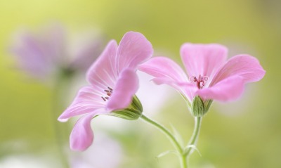 природа цветы розовый