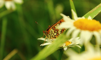 Ромашка бабочка макро
