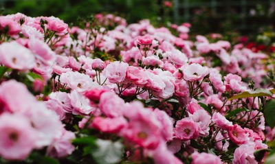 цветы розовые