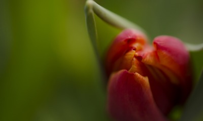 тюльпан бутон цветок макро