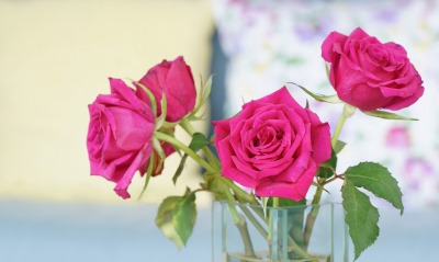 розы цветы ваза