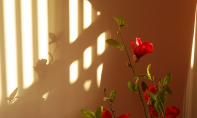 цветы стена солнце