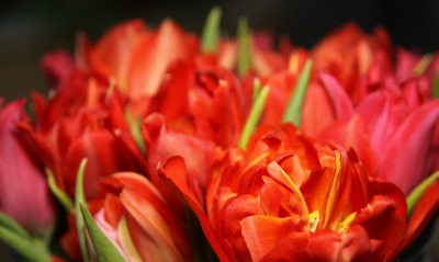 тюльпаны весна цветы