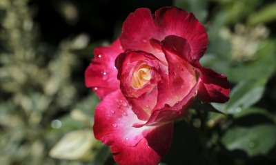 цветок роза капельки
