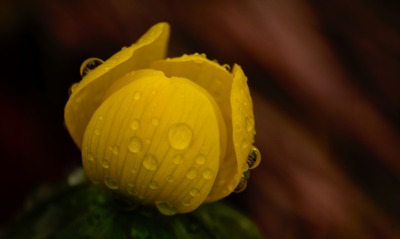 цветок капли бутон