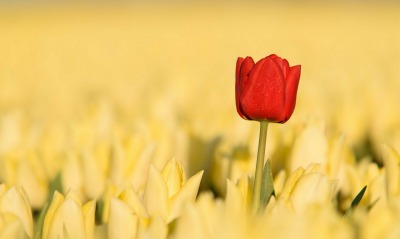 желтые тюльпаны поляна красный бутон