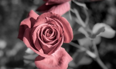 роза цветок макро