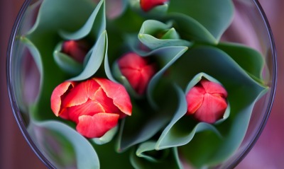 красные тюльпаны бутоны цветы
