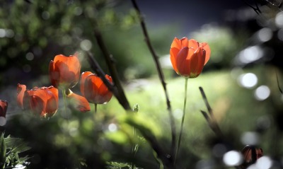 тюльпаны блики цветы