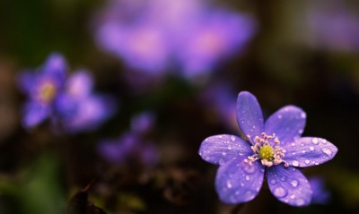 цветок капли фокус макро