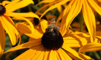цветы пчела опыление