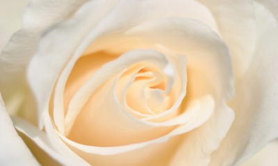 белая роза цветок макро