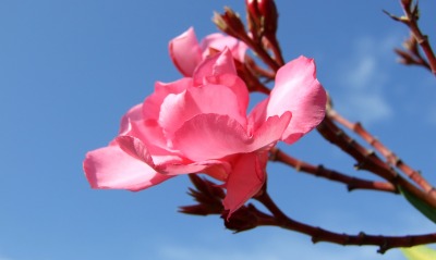 цветок ветка розовый