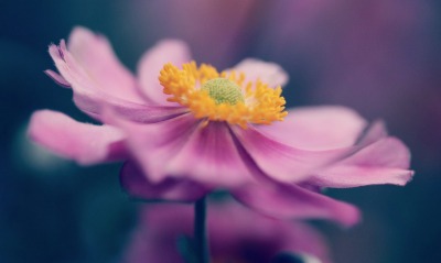 цветок лепестки цветение