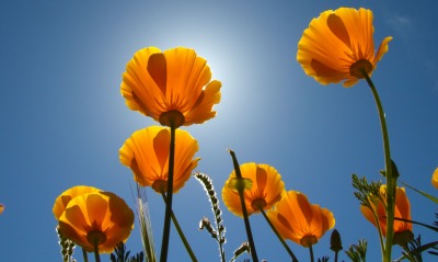 цветы поляна небо солнце