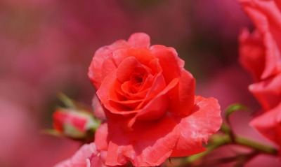 роза бутон цветы лепестки