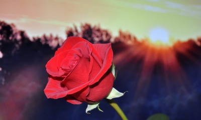 роза бутон цветок закат