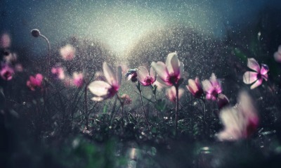 цветы полевые капли дождь