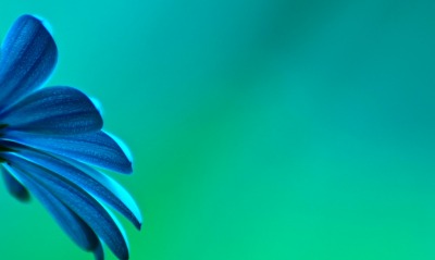 цветок синий зелень циан