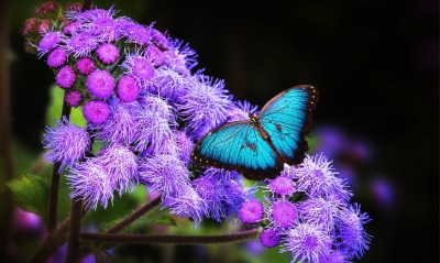 бабочка неон цветки