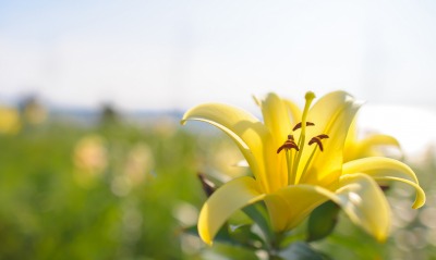 цветок желтый лилия