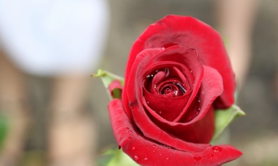 роза красная капли