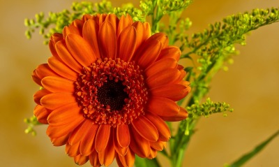 цветок оранжевый