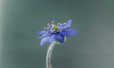 цветок синий полевой