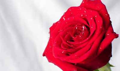 роза капли красная