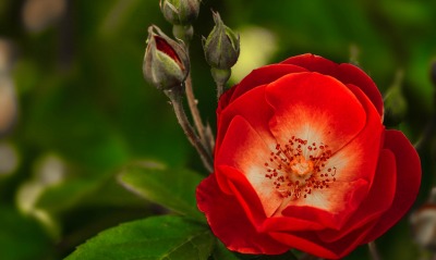 цветок красный