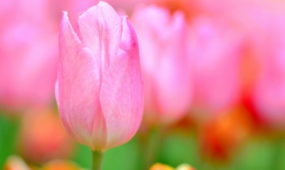 тюльпан розовый